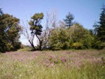 indigo fields