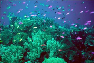 coralreef