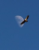 eagle moon