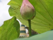 lotus bud