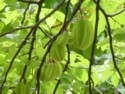 starfruit