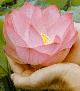 lotus-blossom