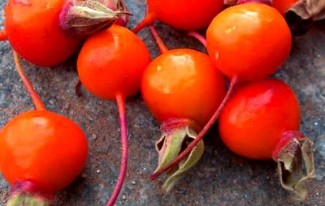 rose-hips-061